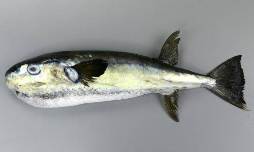 밀복