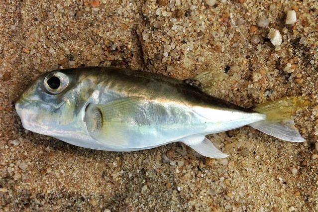 밀복