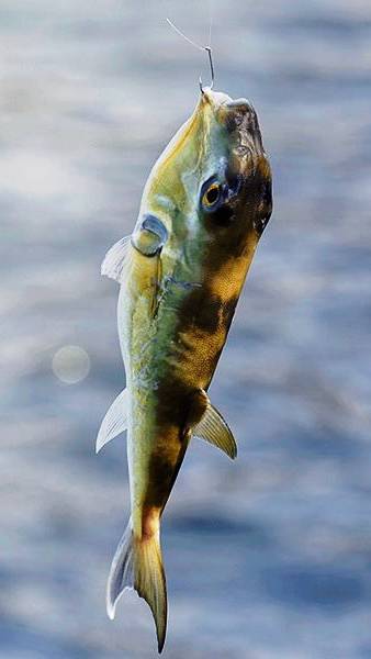 밀복
