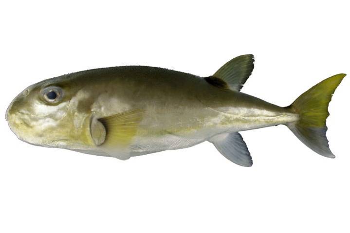 민밀복