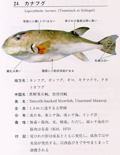 민밀복