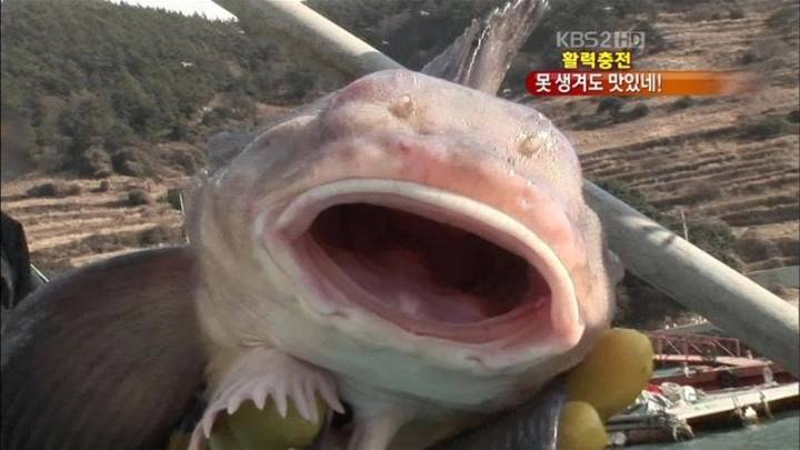 물메기