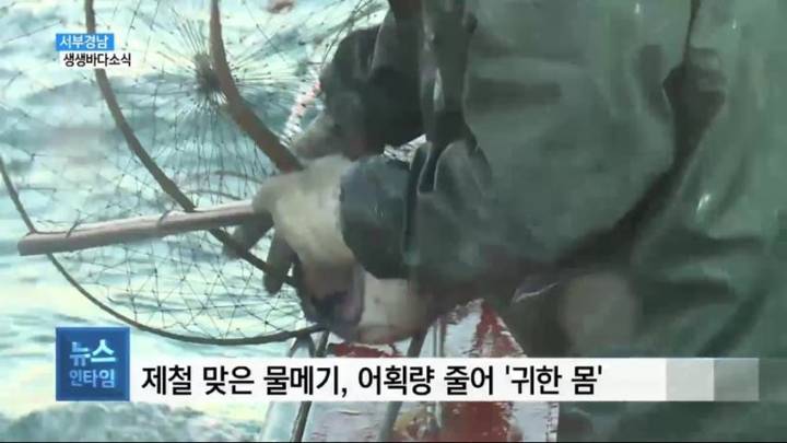물메기