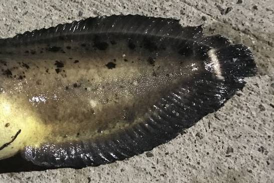 물메기