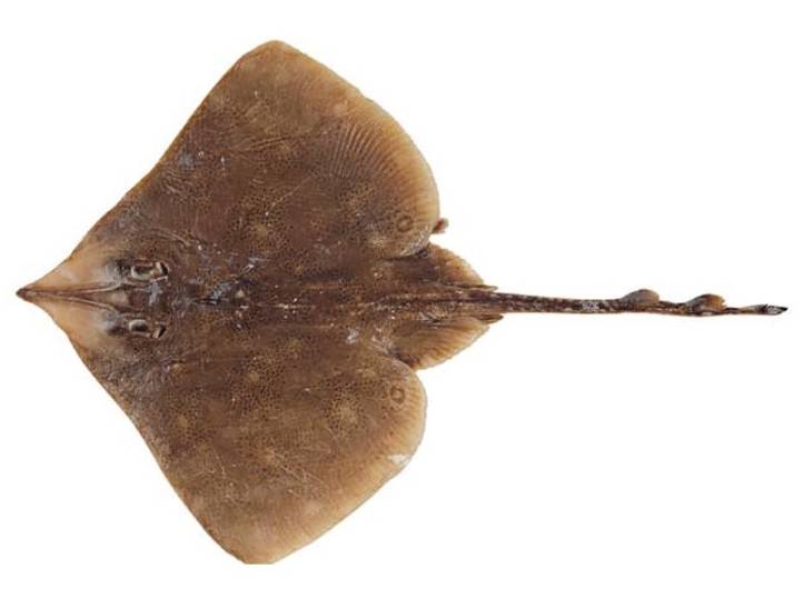 무늬홍어