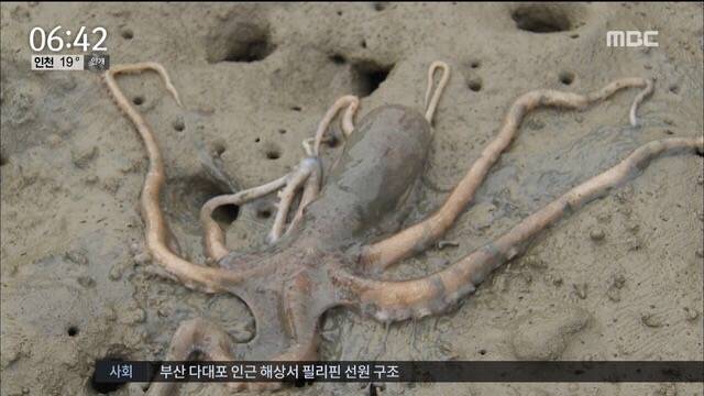 낙지