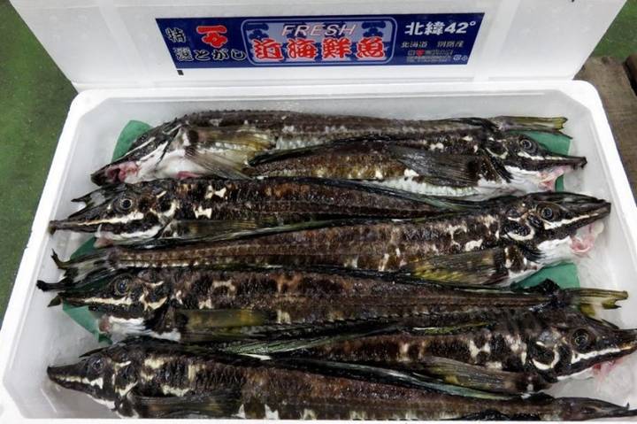 날개줄고기