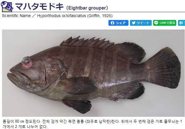 능성어