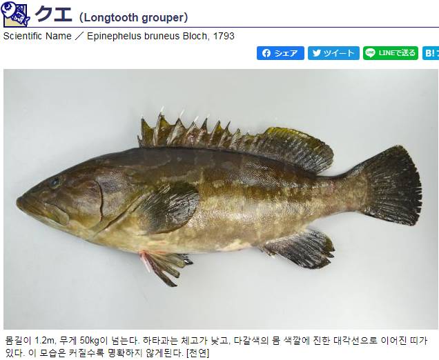 능성어