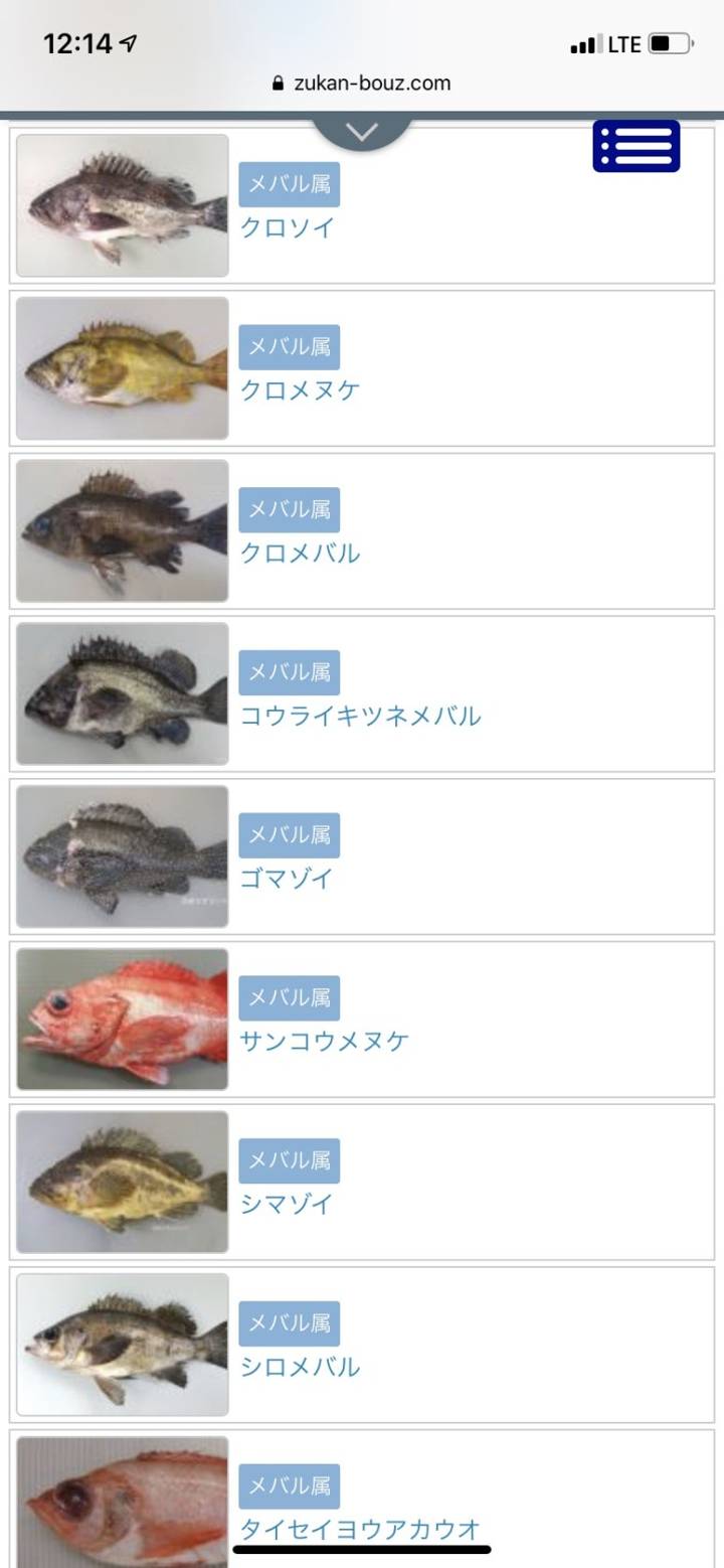 노랑볼락