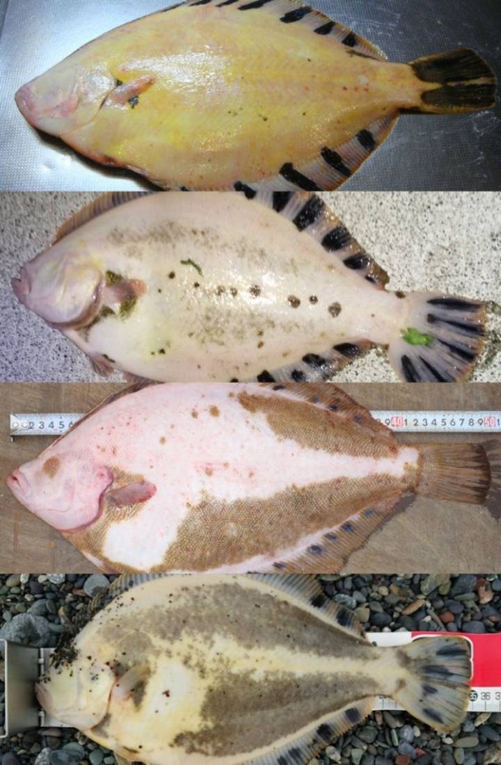 노랑가자미