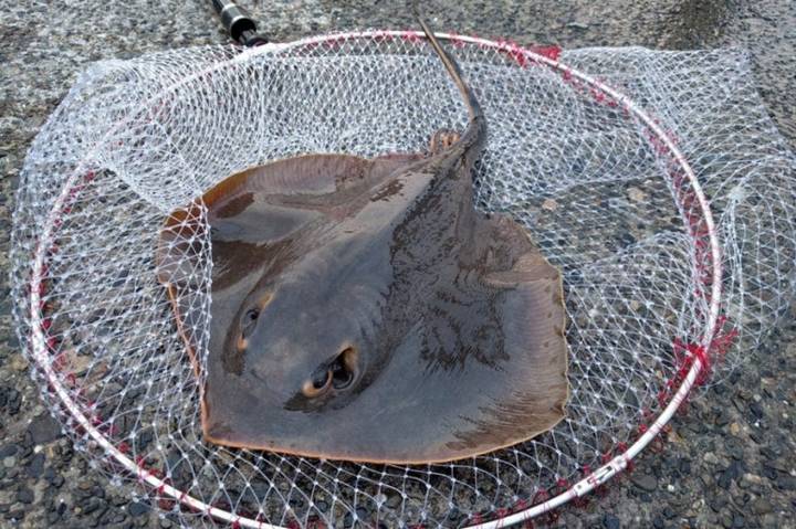 노랑가오리