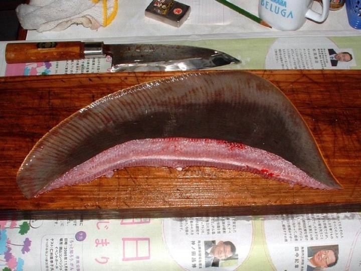 노랑가오리