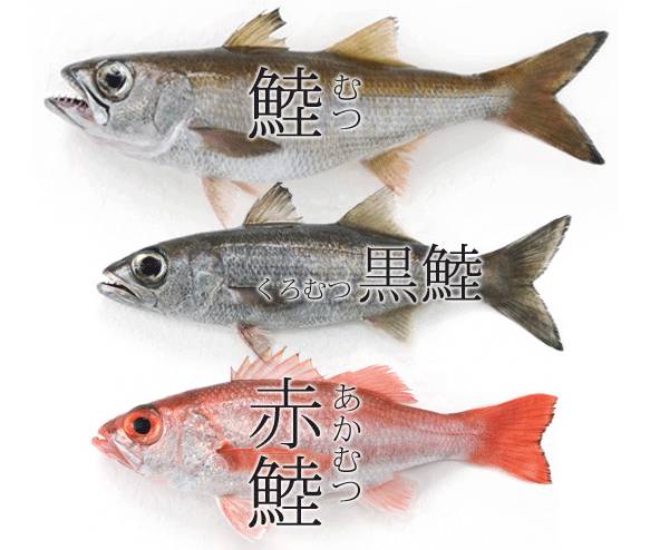 눈볼대