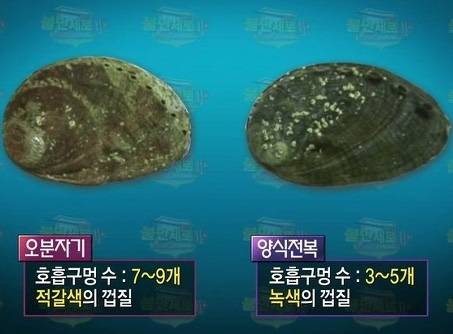 오분자기