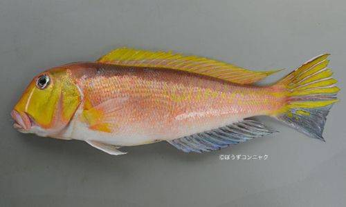 옥돔