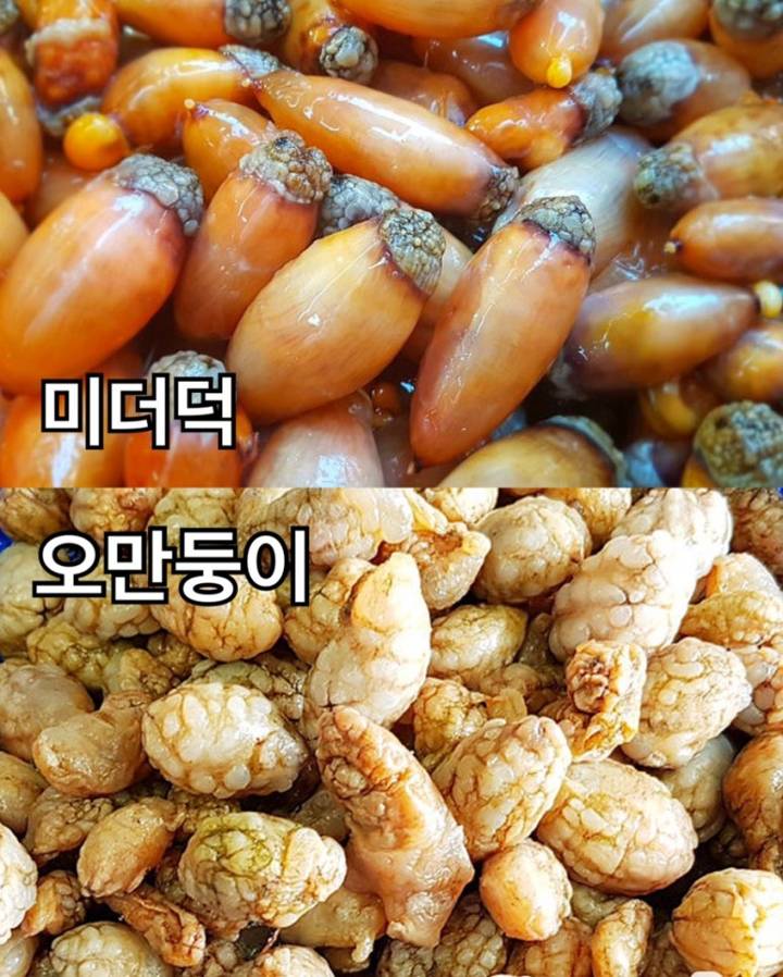 오만둥이