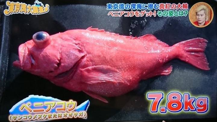 오오사가