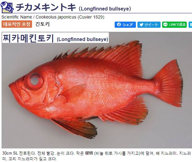 뿔돔