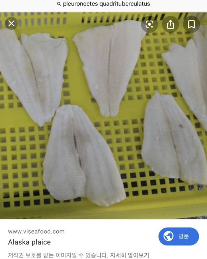 뿔가자미