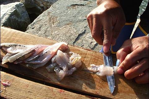 풀망둑