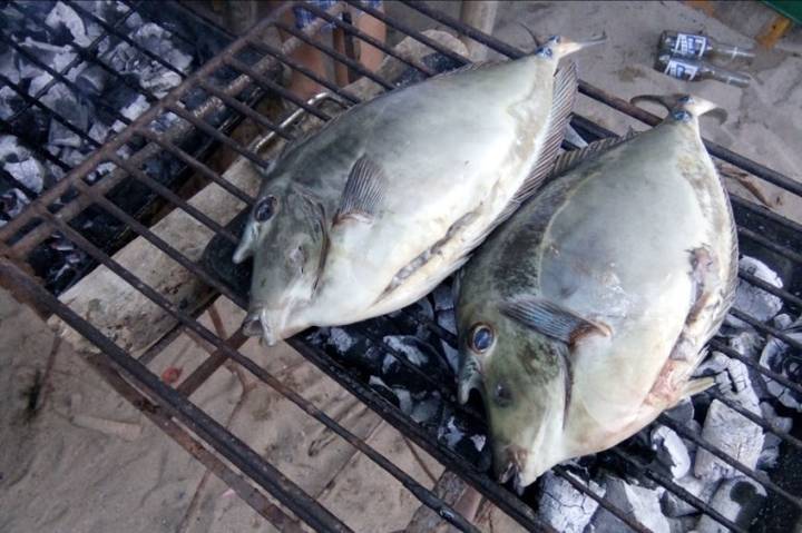 표문쥐치