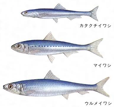 샛줄멸