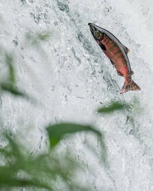 산천어