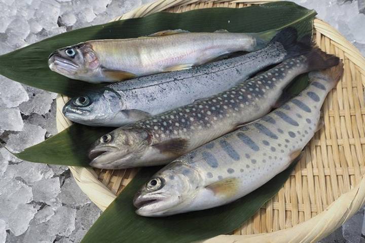 산천어