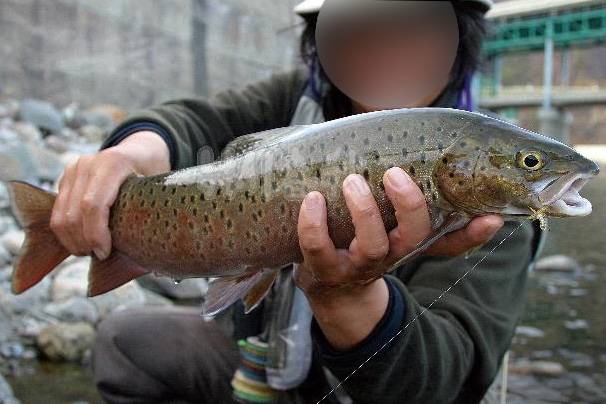 산천어