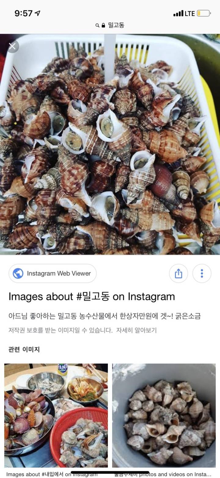 세고리물레고둥