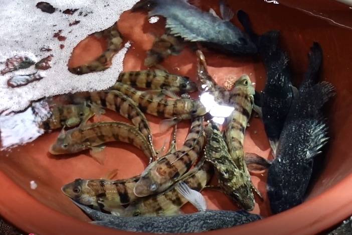 쌍동가리