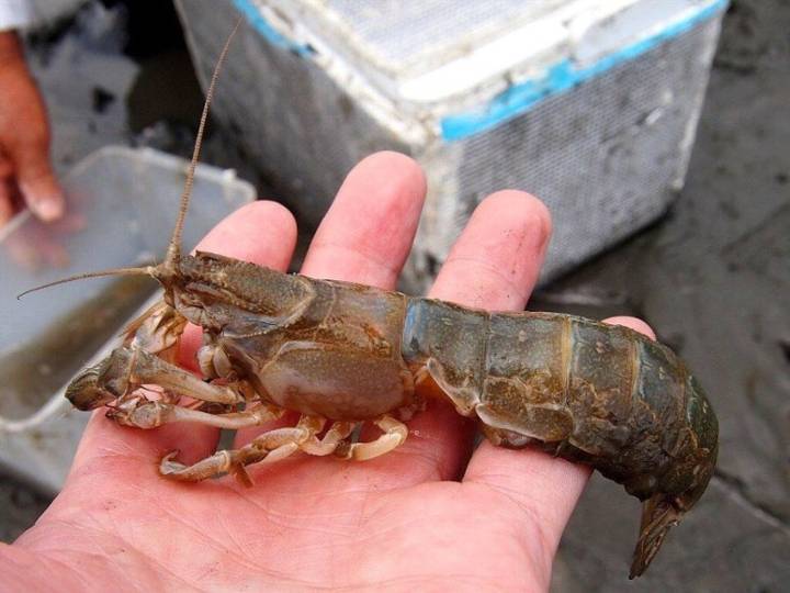 쏙