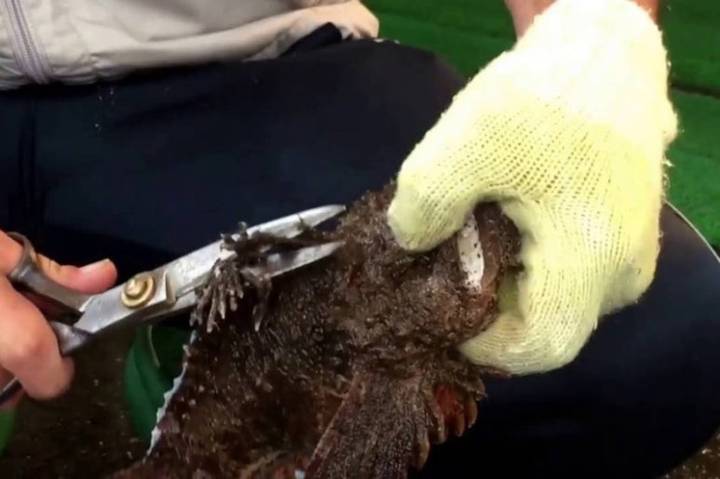 쑤기미