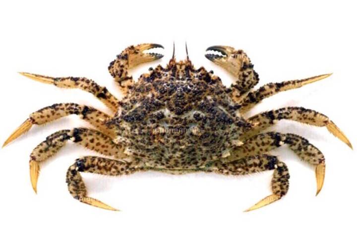 털게