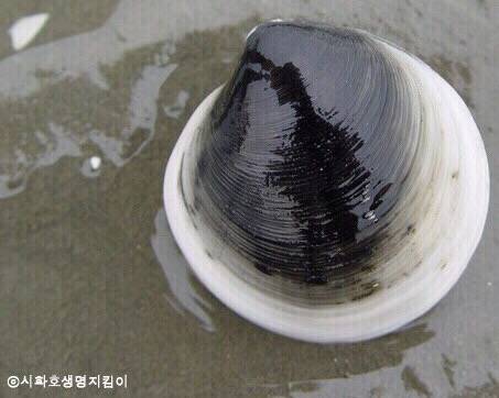 떡조개