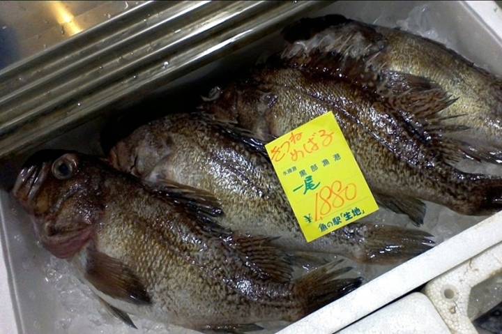띠볼락