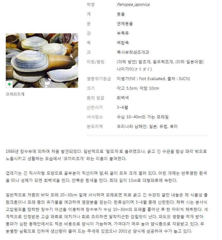 왕우럭조개