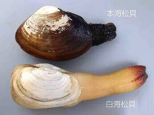 왕우럭조개