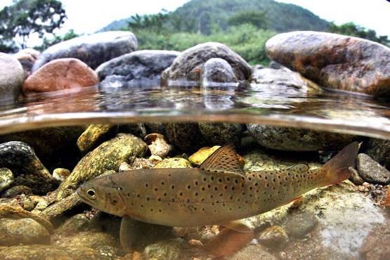 열목어